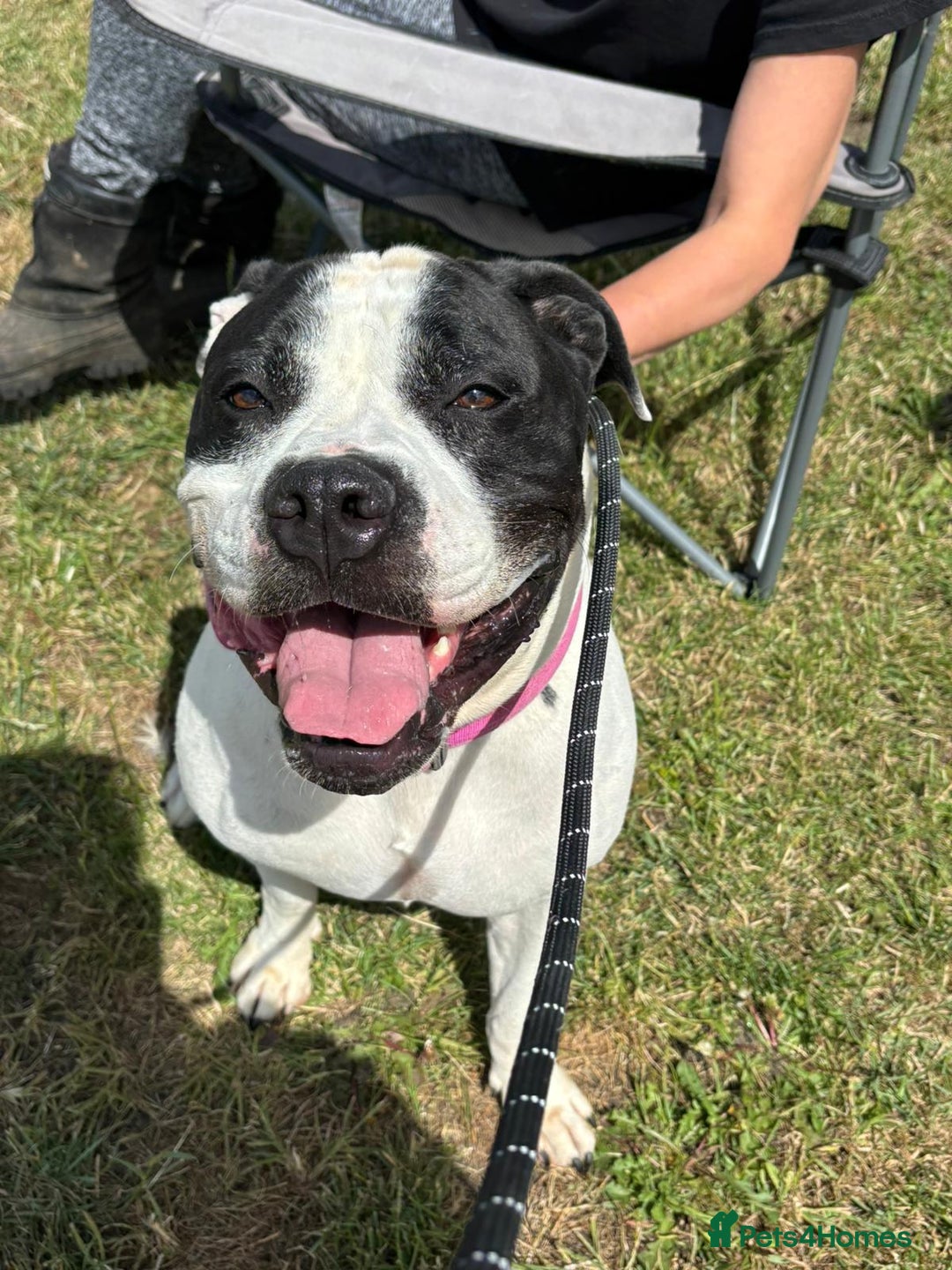 Mixed Breed dogs for adoption: Lovely staffie cross bulldog  - Image 2