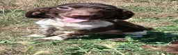 English Springer Spaniel dogs for sale: LeeLee - Advert 20