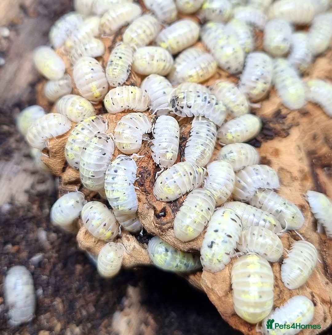 Mixed Breed invertebrates for sale: Isopods, clean up crew terrarium - Image 2