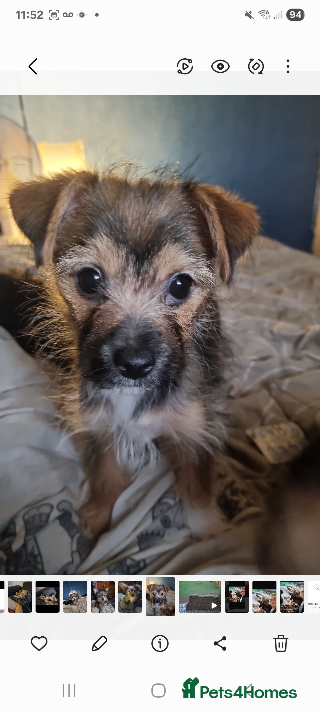 Mixed Breed dogs for sale: Yorkshire terrier cross pomeranian pups - Image 5