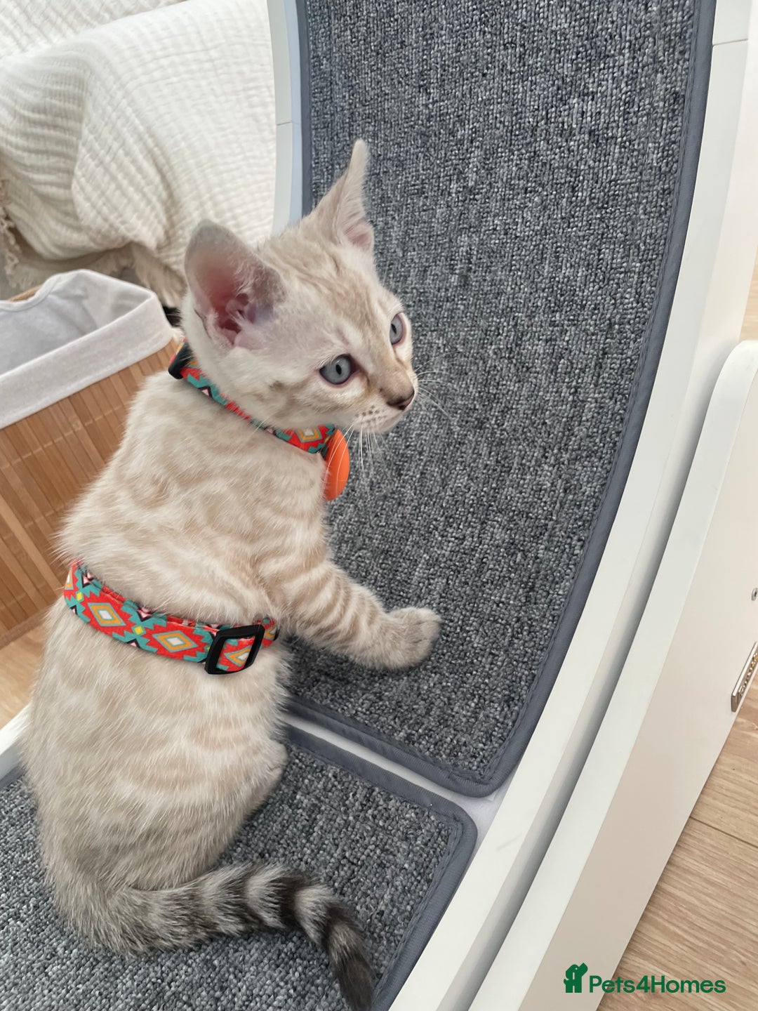 Bengal cats for sale: 🏆🎉New Pedigree Tica Mini Leopards Ready Soon🎉🏆 - Advert 13