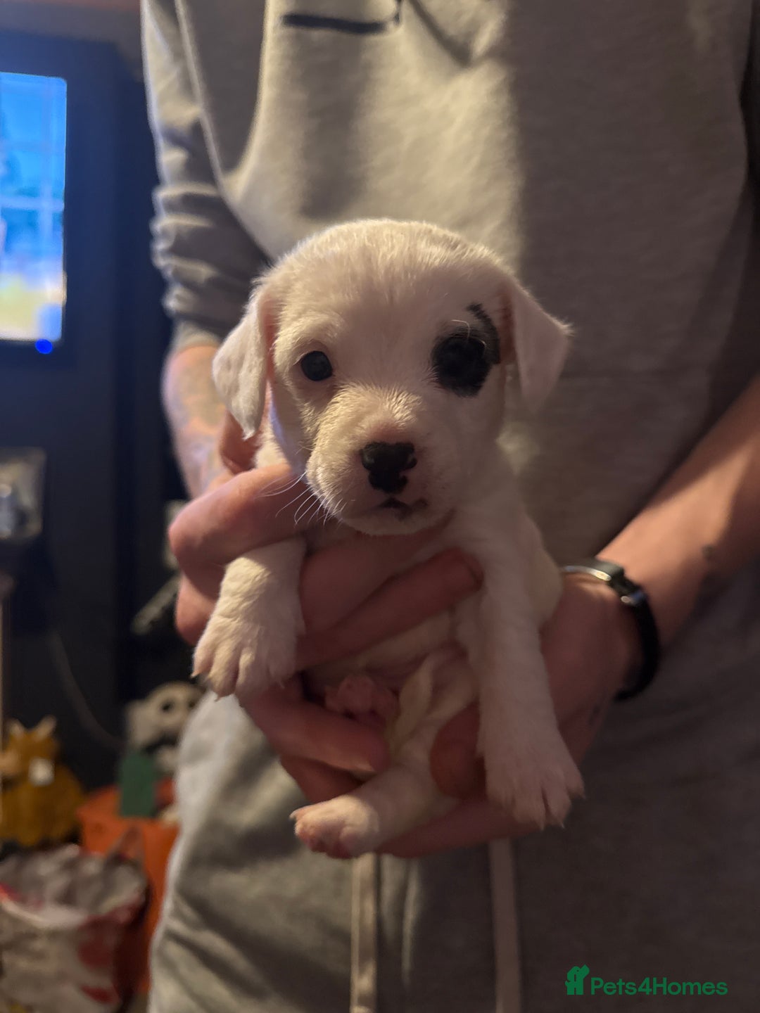 Jack Russell dogs for sale: Amazing jack Russell litter  - Image 6