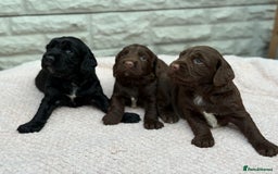 Sprocker dogs for sale: Adorable Sprocker Pups.. - Image 1