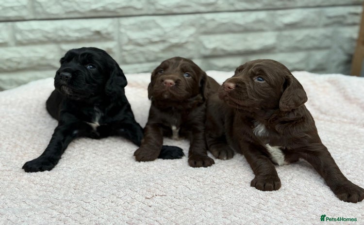 Sprocker dogs - Advert 1