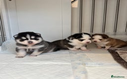 Pomsky dogs for sale: Lilac sired F2 masked Pomsky blue eyes  - Image 36