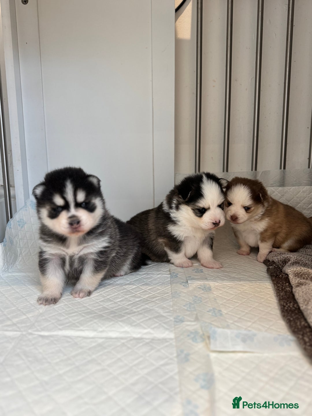 Pomsky dogs for sale: Lilac sired F2 masked Pomsky blue eyes  - Image 36