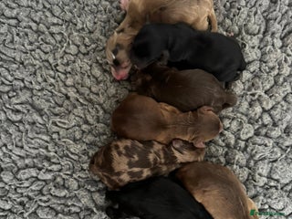 Mixed Breed dogs beautiful cockapoo puppies ready 5th February - Advert 1