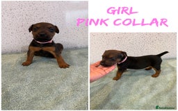 Lakeland Terrier dogs for sale: Lakeland terrier puppies  - Image 1