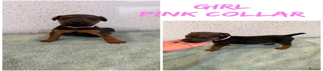 Lakeland Terrier pink collar