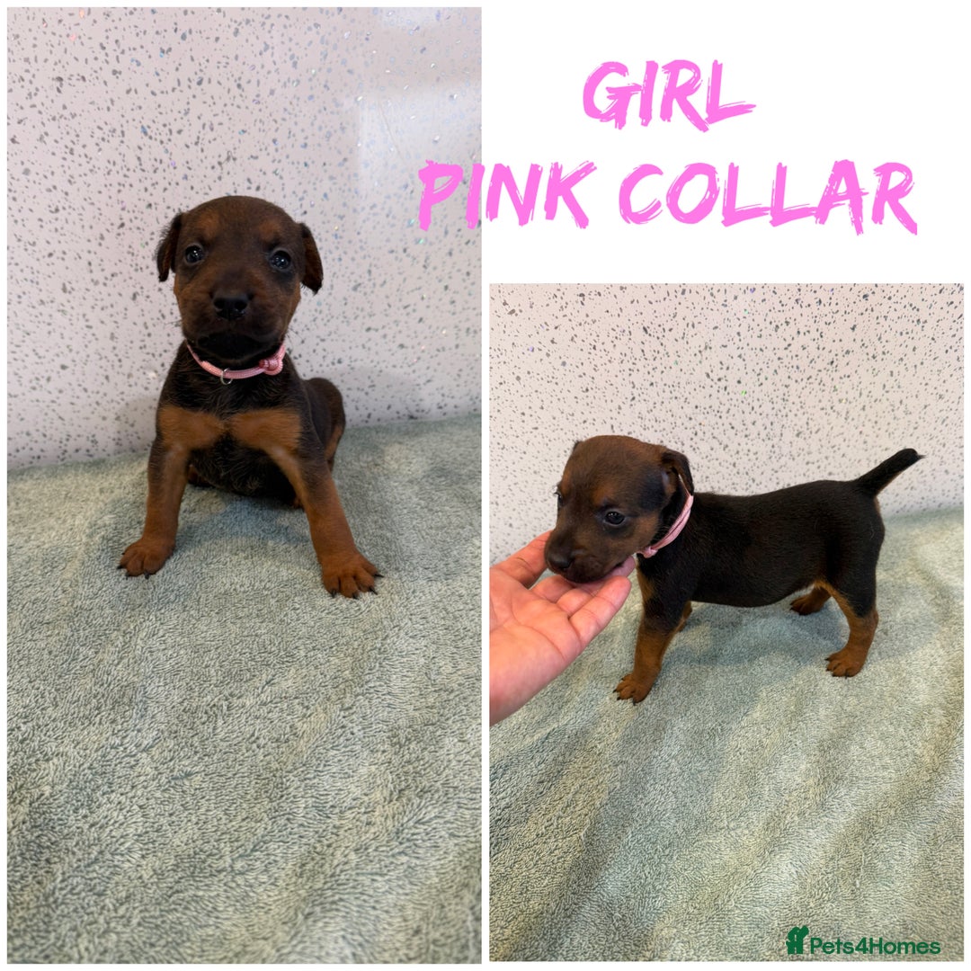 Lakeland Terrier dogs for sale: Lakeland terrier puppies  - Image 1