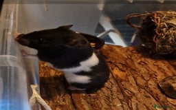 Hamster rodents for sale: Male Syrian Hamster (Black and White) - Image 5