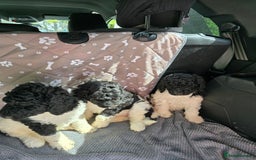 Standard Poodle dogs for sale: Stunning kc standard poodle puppies ready now - Image 4