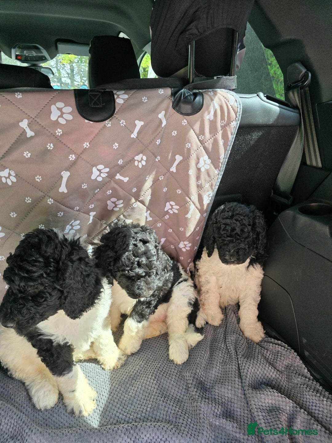 Standard Poodle dogs for sale: Stunning kc standard poodle puppies ready now - Image 4
