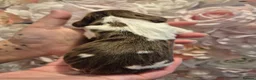 English Springer Spaniel dogs for sale: Beautiful English Springer spaniel pups - Advert 7