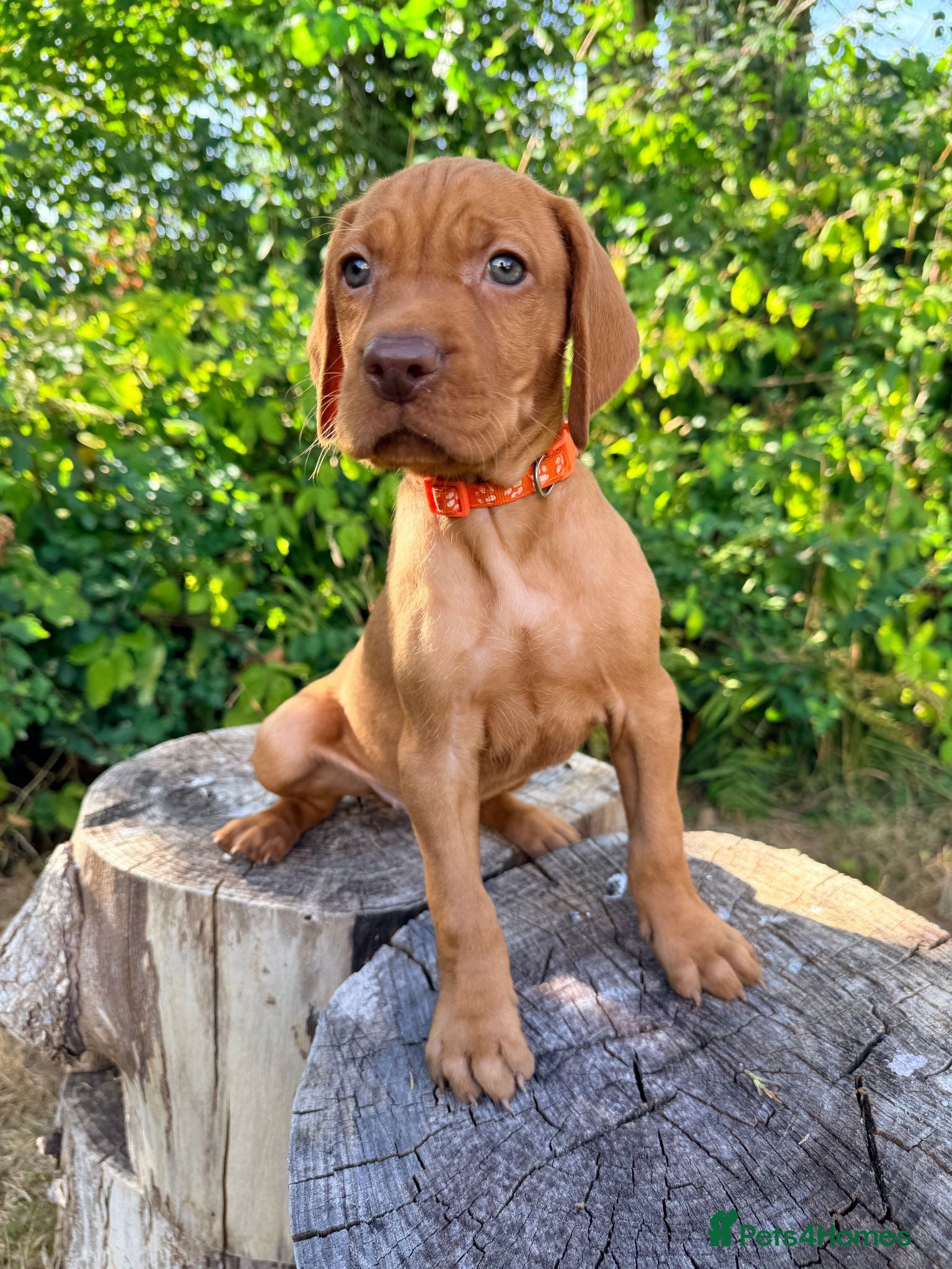 Hungarian Vizsla dogs     KC Hungarian Vizsla Puppies - Licensed ⭐ - Advert 10