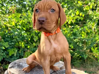 Hungarian Vizsla dogs KC Hungarian Vizsla Puppies - Licensed ⭐ - Advert 10