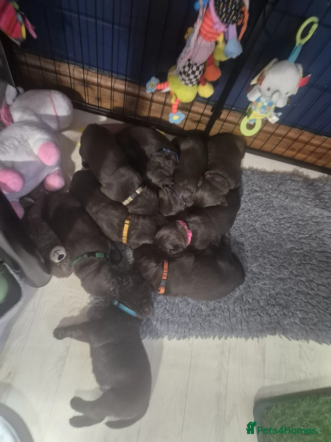 Labrador Retriever dogs for sale: Kc Registered chocolate labradors  - Advert 2