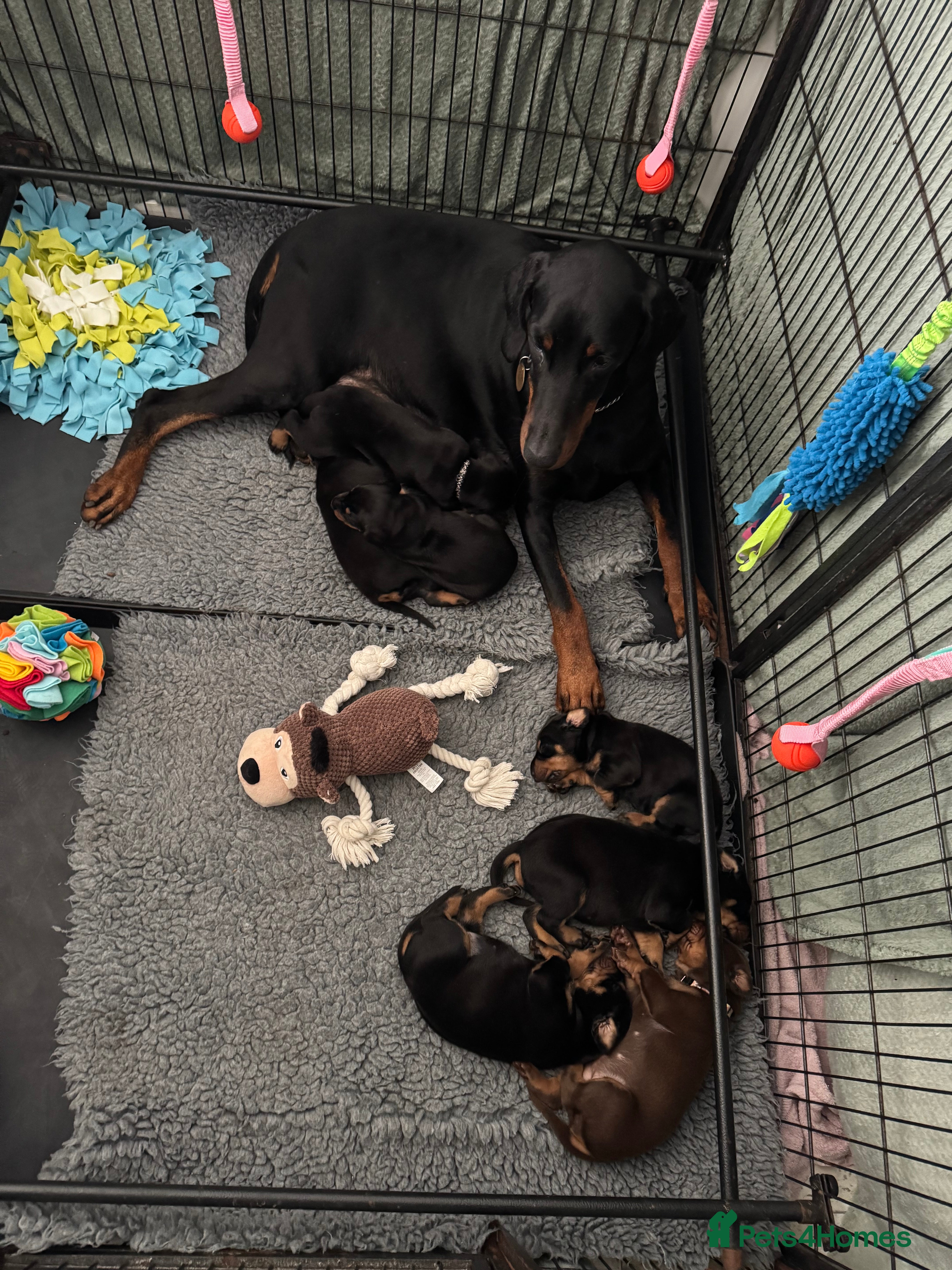 Dobermann dogs Superb Quality Doberman Puppies - Advert 7