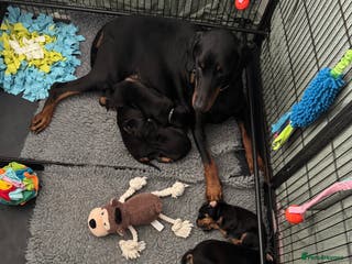 Dobermann dogs Superb Quality Doberman Puppies - Advert 4