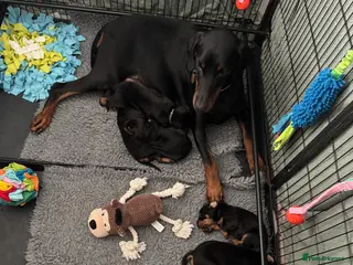 Dobermann dogs Superb Quality Doberman Puppies - Advert 3