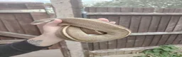 Python Snake reptiles for sale: Gorgeous male and female ball python  - Advert 6