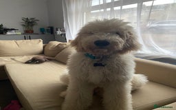 Goldendoodle dogs for stud: Multigenerational Goldendoodle for Stud  - Image 15