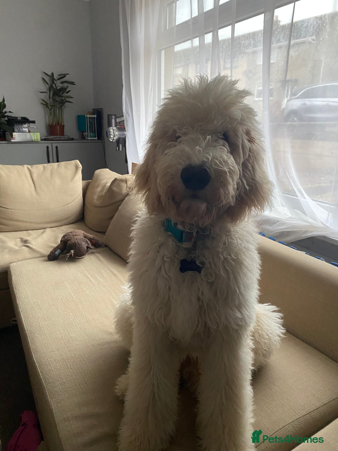 Goldendoodle dogs for stud: Multigenerational Goldendoodle for Stud  - Image 15