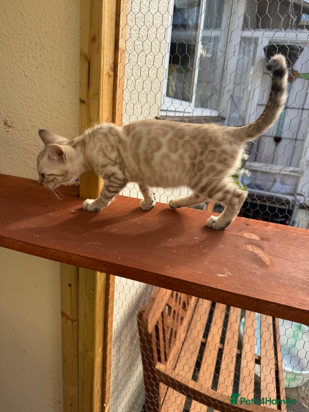 Bengal cats for sale: 5 Bengal kittens , 2 boys and 3 girls  - Image 29