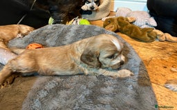 Cocker Spaniel dogs for sale: Three male cocker spaniel puppies for sale - Image 6