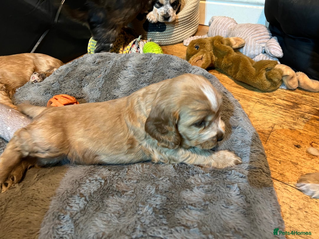 Cocker Spaniel dogs for sale: Three male cocker spaniel puppies for sale - Image 6