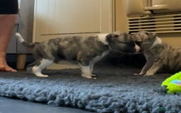 Whippet dogs for sale: Beautiful KC Whippet pups 5 boys - Image 10