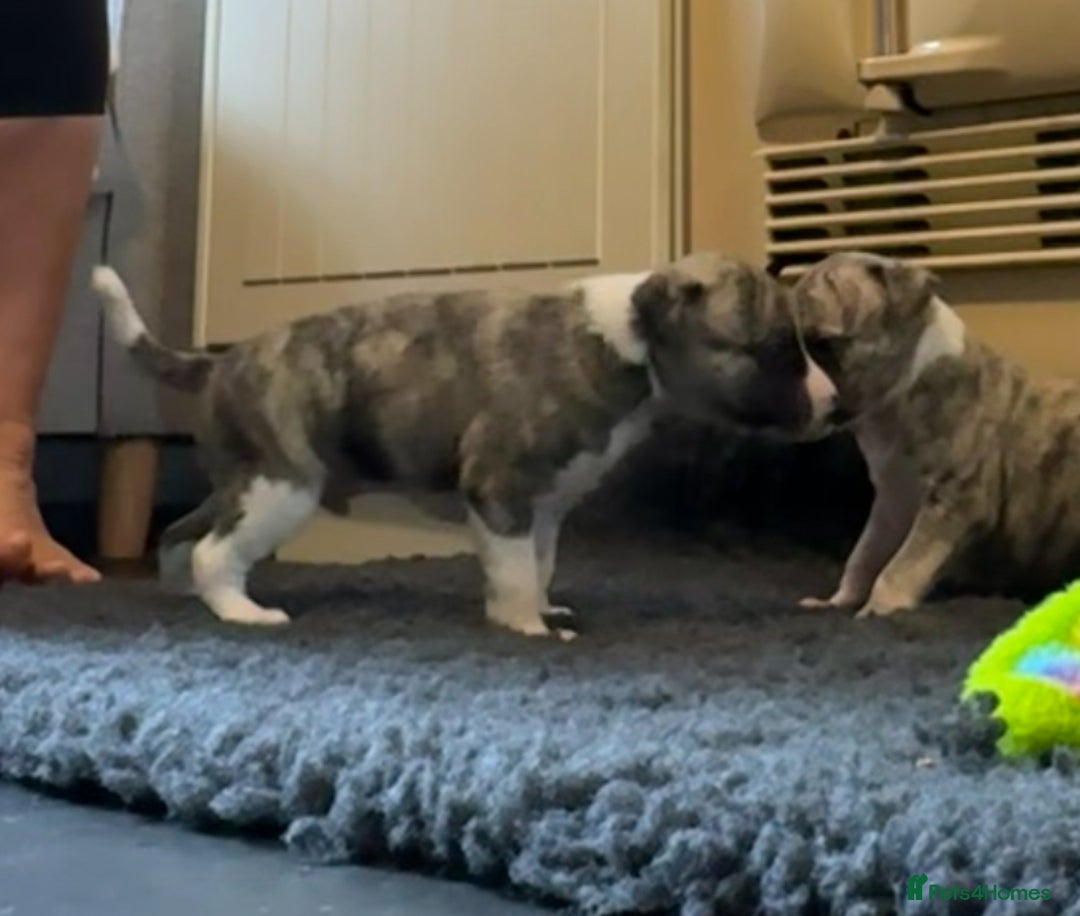 Whippet dogs for sale: Beautiful KC Whippet pups 5 boys - Image 10