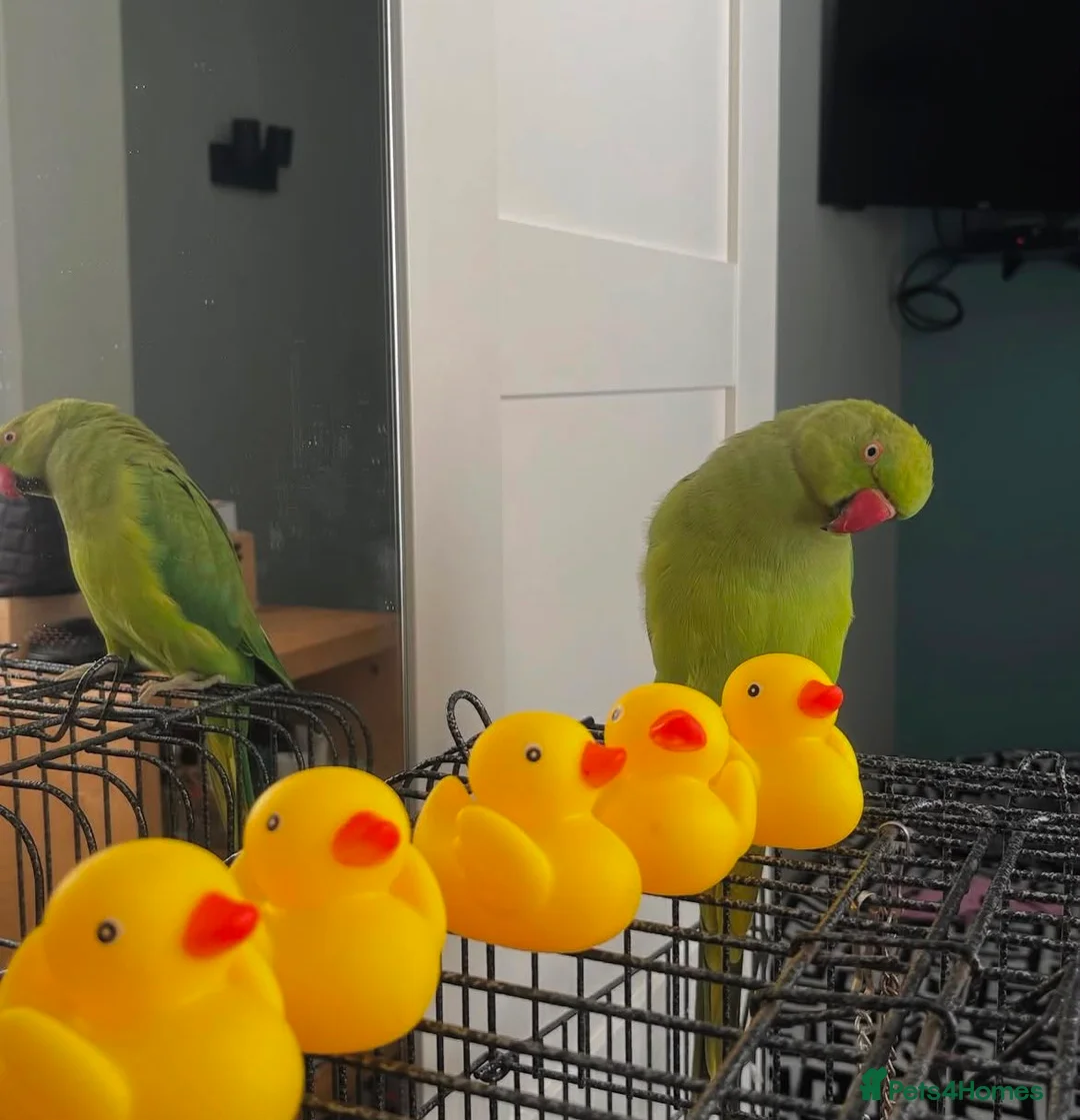 Ringnecks birds for sale: Ringneck baby parrot to go in Coventry - Advert 7