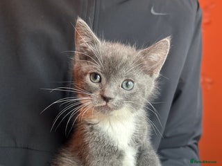 Mixed Breed cats 4 very socialised kittens ready now - Advert 1