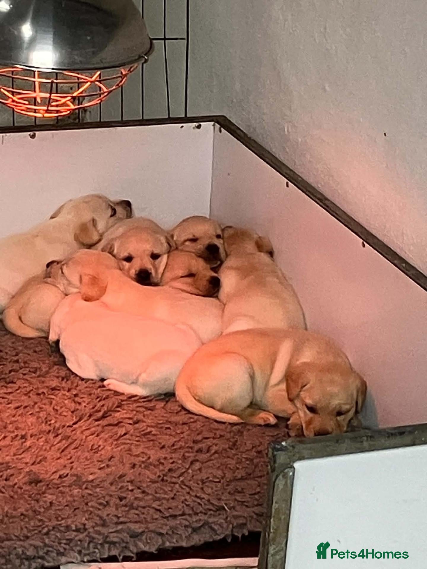 Labrador Retriever dogs Stunning Yellow Labrador Dog Puppies - Advert 3