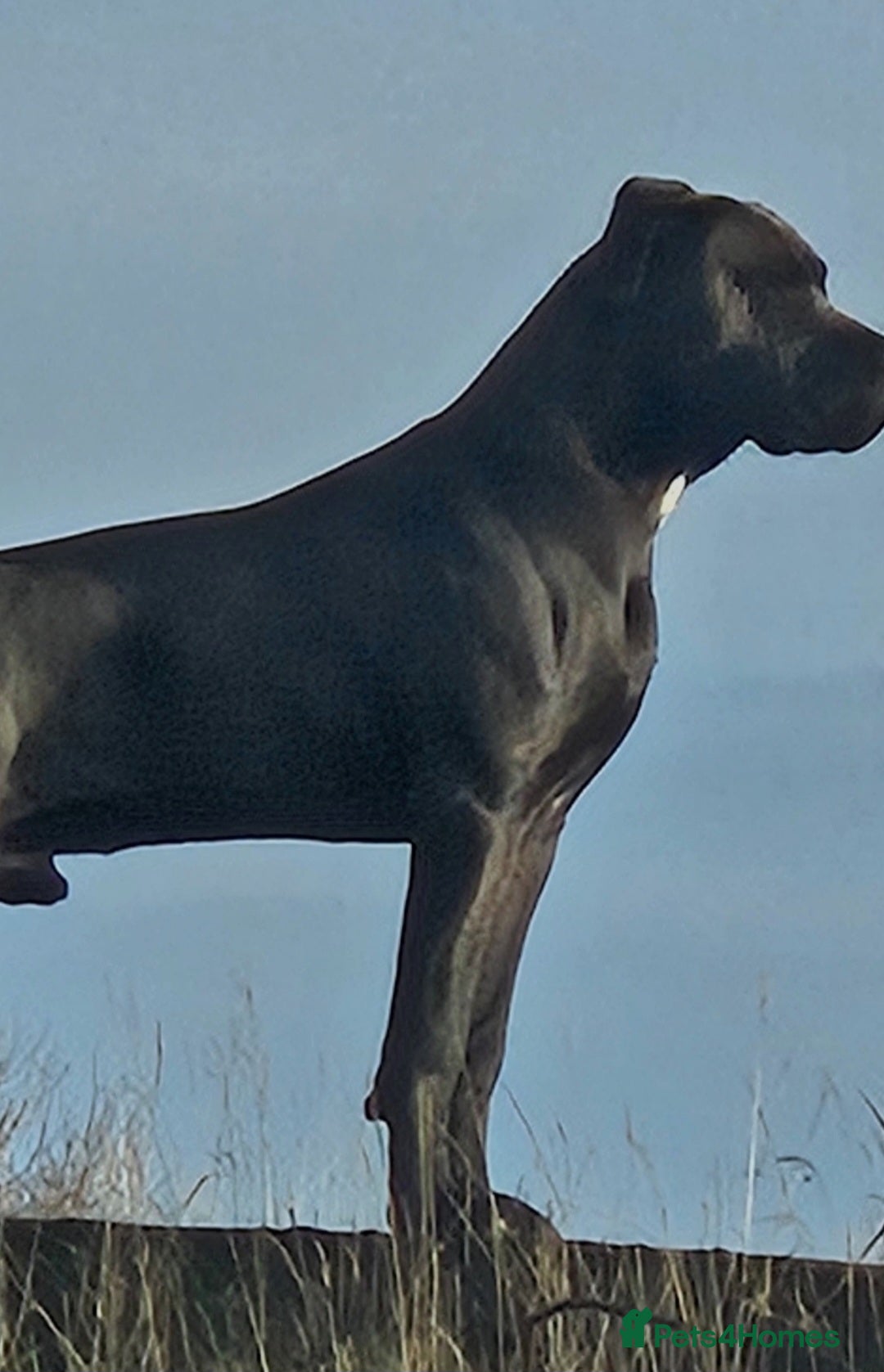 Cane Corso dogs for sale: Cane corsos  in Whitehaven - Image 16