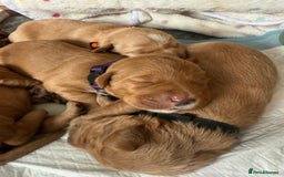 Australian Labradoodle dogs for sale: Australian Labradoodle Puppies F1b - Image 1