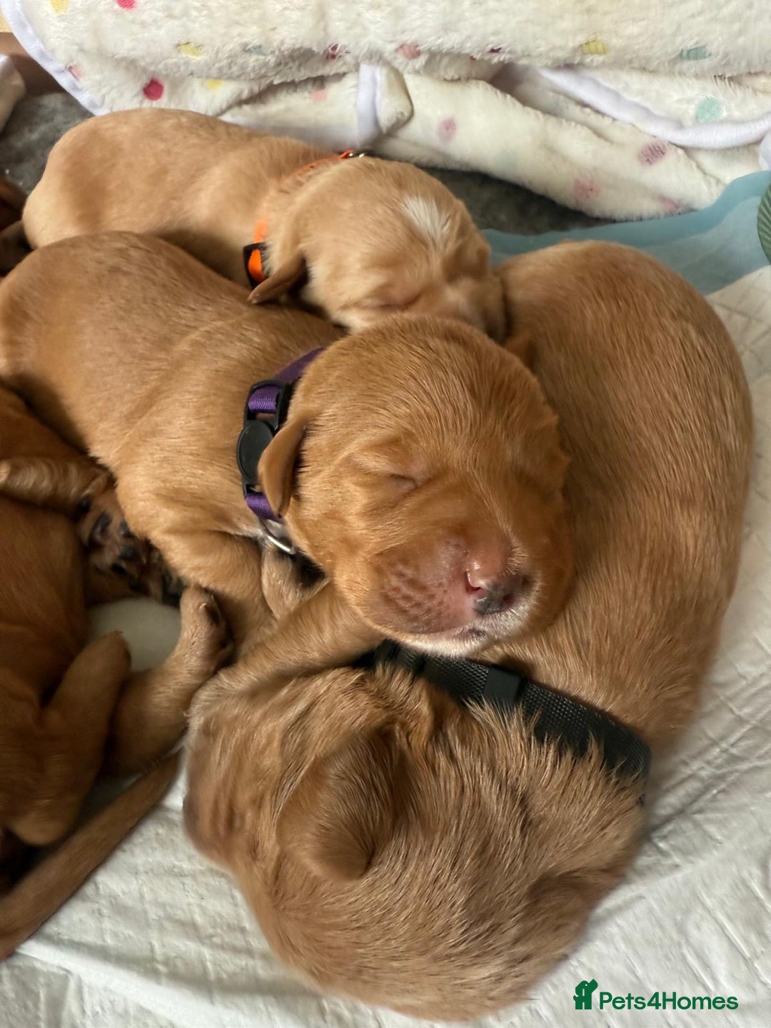 Australian Labradoodle dogs for sale: Australian Labradoodle Puppies F1b - Image 1