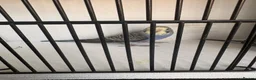 Budgerigars birds for sale: Mixed aged budgies in Leicester - Advert 8
