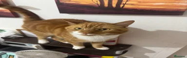 British Shorthair 1