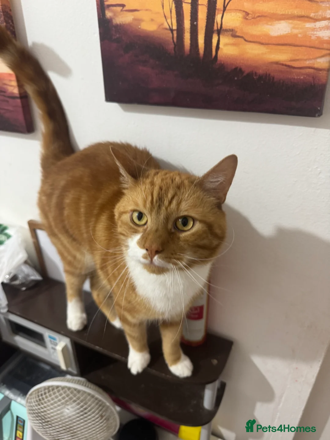 British Shorthair cats for sale: smokey - Advert 2