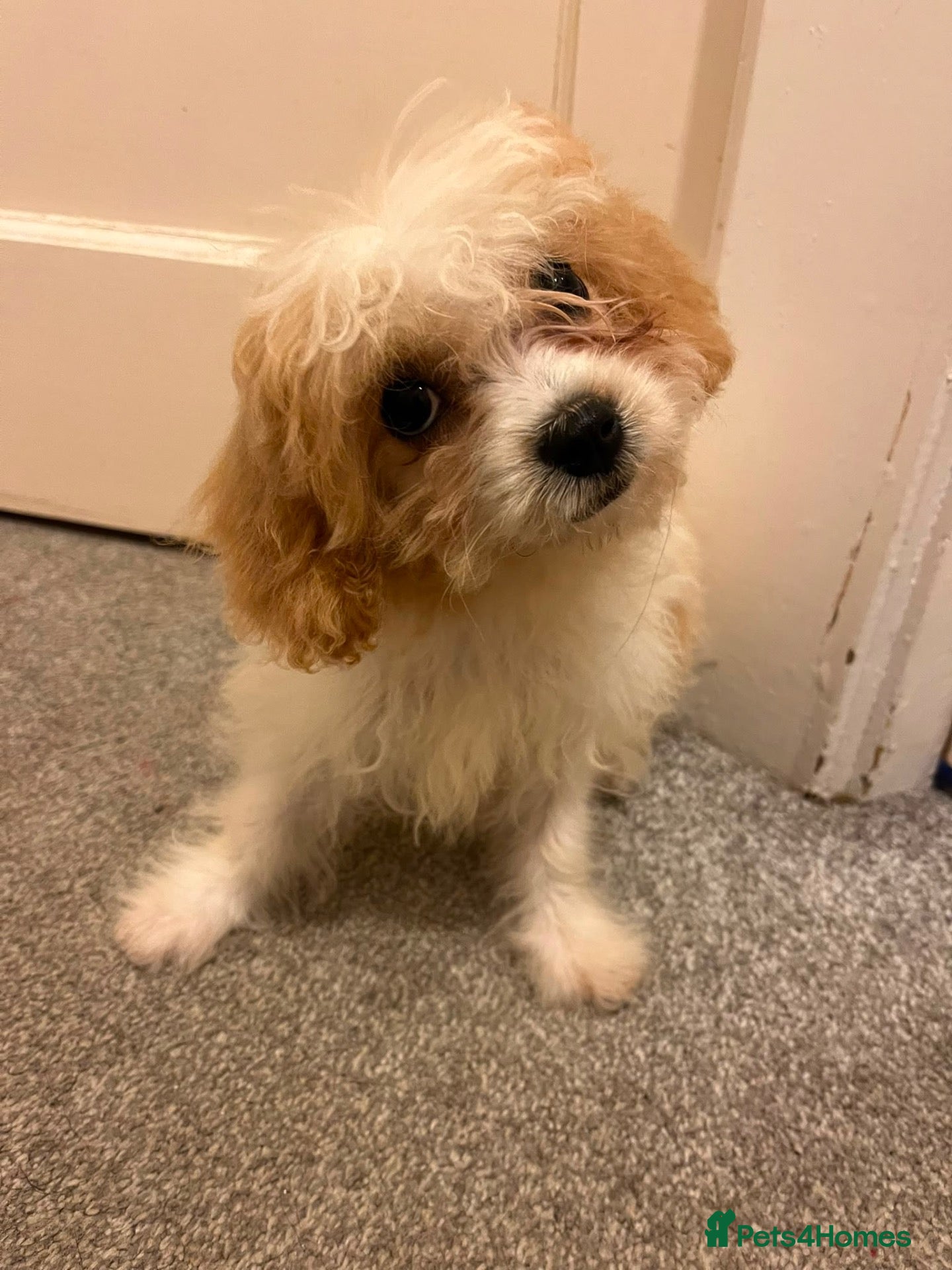 Cavachon dogs Beautiful Cavachon *REDUCED*READY NOW 🐾❤️ - Advert 2