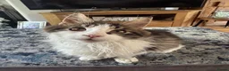 Maine Coon cats for sale: Last boy!!  - Advert 3