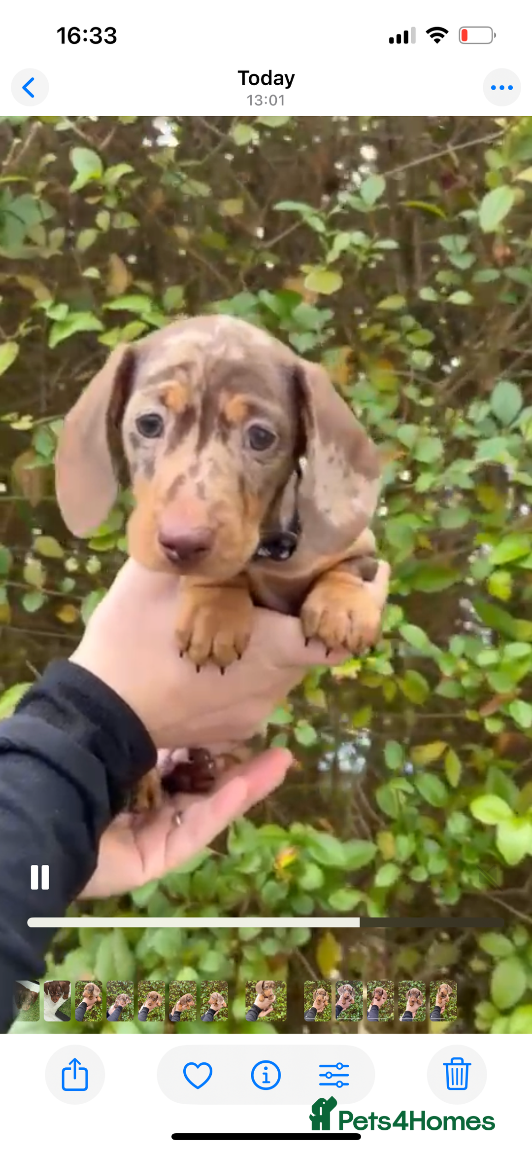 Miniature Dachshund dogs for sale: Isabella Dapple & chocolate & tan-dachshunds,  - Advert 2