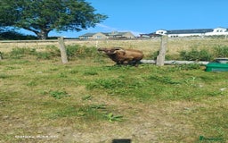 Sheep livestock for sale: Pure icelandic sheep  - Image 3