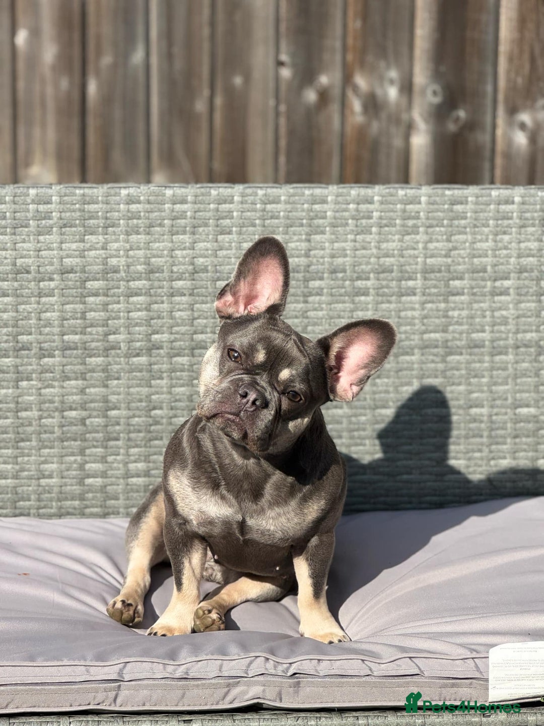 French Bulldog dogs for sale: Lovely French Bulldog Female for sale - Image 3