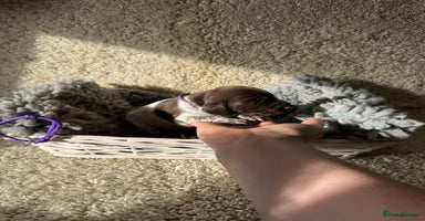 German Shorthaired Pointer dogs - Advert 3