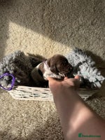 German Shorthaired Pointer dogs - Advert 2