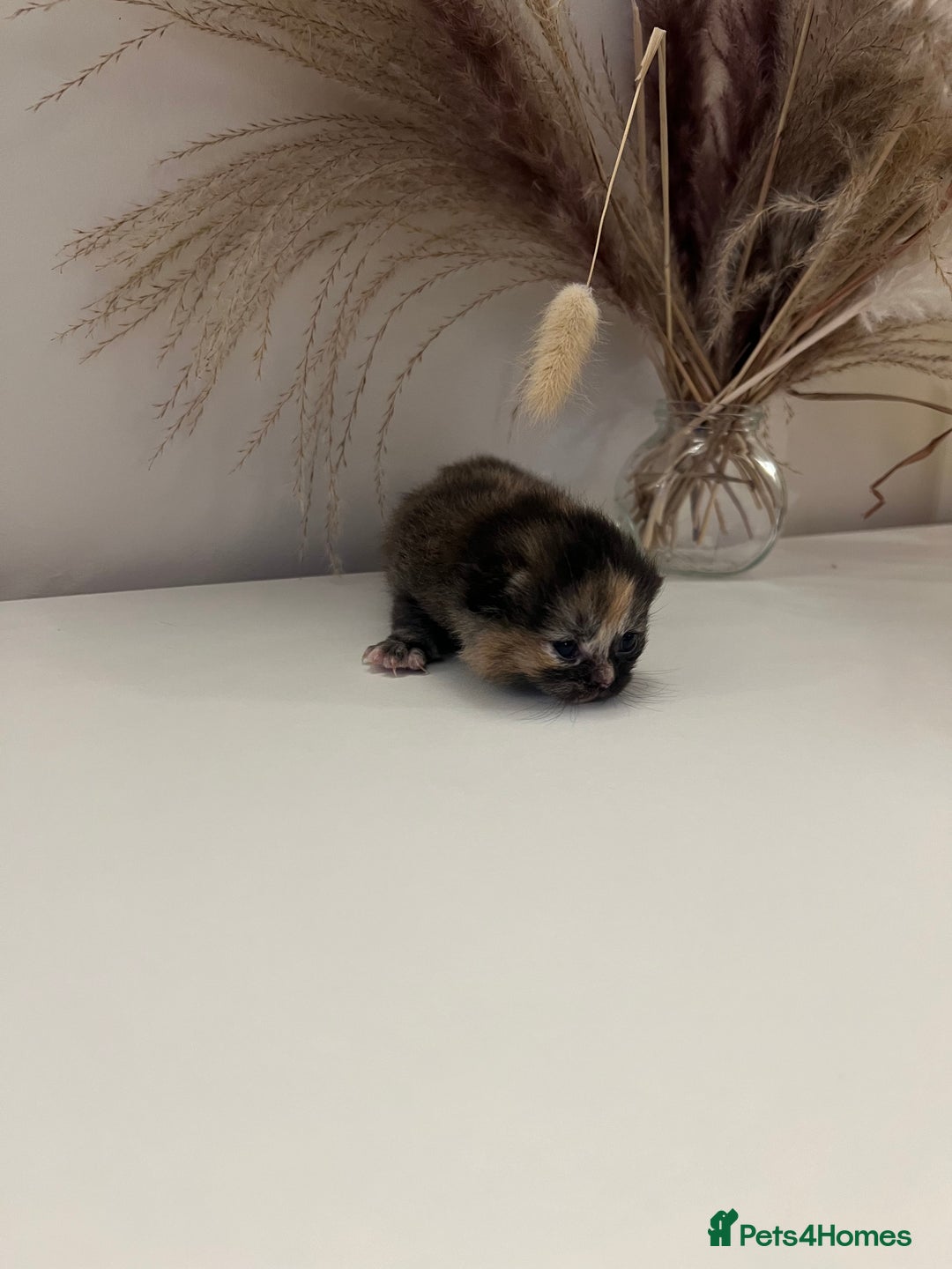 British Shorthair cats for sale:  Beautiful British Shorthair Kittens Available 🐾 - Advert 13