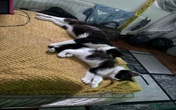 Mixed Breed cats for sale: Lil girl looking for her forever home - Image 5